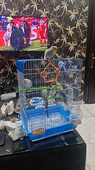 Bülbül (dalğalı papuqay) quşları və qəfəs dəsti -quslar satilir