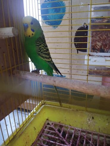 xari bulbul sepleri: Sağlam qizğin erkeydir Real alıcı elaqe saxlasin — 3