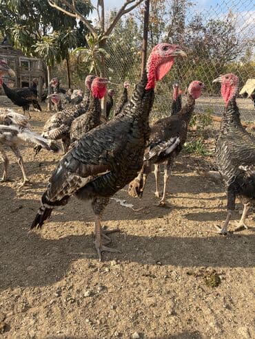 ağdam xoruzu gence: Erkək hind quşular satılır 5 ayl yarımlıqdı çəkiləri 4 kilo yarım 6 — 3