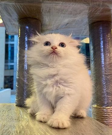 pişik qablari: Şotland yastı qulaq — 10