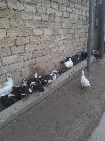 Inəklər, öküzlər: Muscovy ördəkləri (indoutka) – müxtəlif rənglərdə sürü - Şəkillərdə — 4