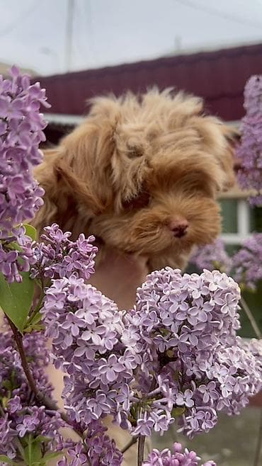 pomeranian mini: Dişi — 2