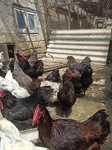 keci satisi: Toyuq, Australorp, Damazlıq, Ünvandan götürmə, Ödənişli çatdırılma — 4