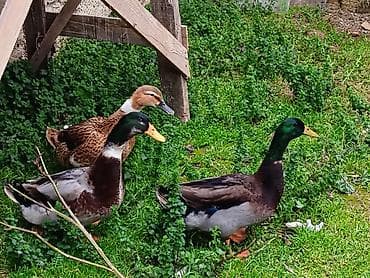 qaz və ordək: Erkək, Yumurtalıq — 4