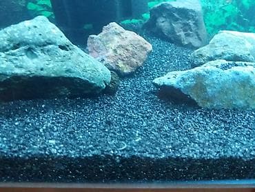 Akvarium üçün qara rəngli dekorativ qrunt satılır. Bitki əkmək üçün