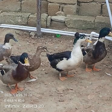 Gəmiricilər: Salam macar ördəklər bir erkəy iki dişi duşilər çox güman ki — 10