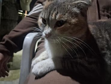 balaca ag itler: Şotland qıvrımqulaq (Scottish Fold) pişiyi - Cins: Scottish Fold — 4