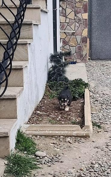 Собаки: Звонок, 3 месяца, Самка, Для вязки, Самовывоз — 2