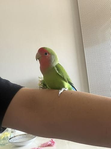 quş yuva: Məhsul: Dalmatian agapornis (lovebird) və qəfəs komplekti Təsvir: - — 3