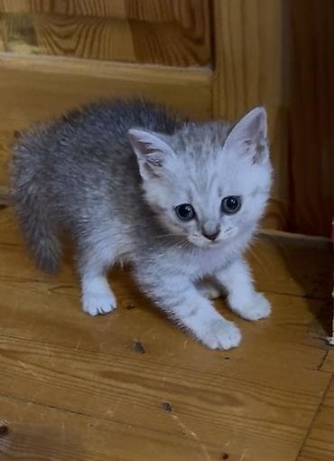 Erkək, Ödənişli çatdırılma