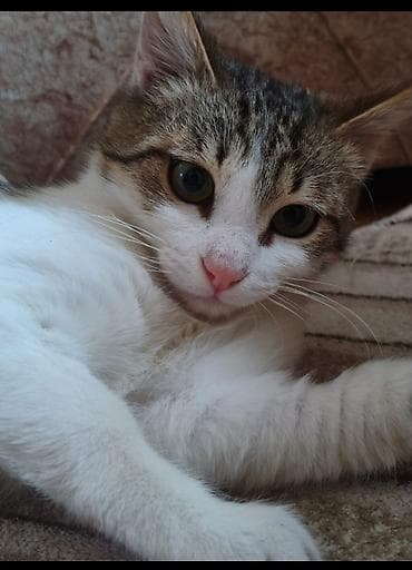 Ev pişiyi – 5 ayligdi erkekdi yaxsi ayleye sahiblendirir lalafo.az -da Ev pişiyi – 5 ayligdi erkekdi yaxsi ayleye sahiblendirir