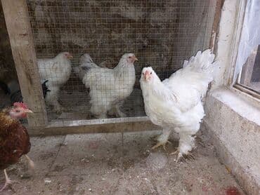 brahma yumurtası: Toyuq, Brama, Damazlıq — 1