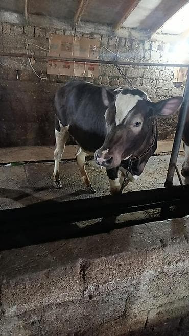 1 ci qarina iyunun 14 ne dogacaq Duye anasi Ivanovka cinsidi 35-38