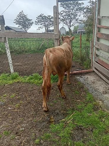 Riyal alci zengin vursun super erki dandi ünvan celilibada isdəyən