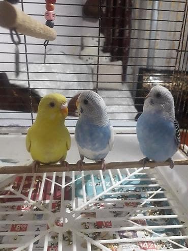 quslar: Quşlar 10azn 
sarı quş 20azn — 1