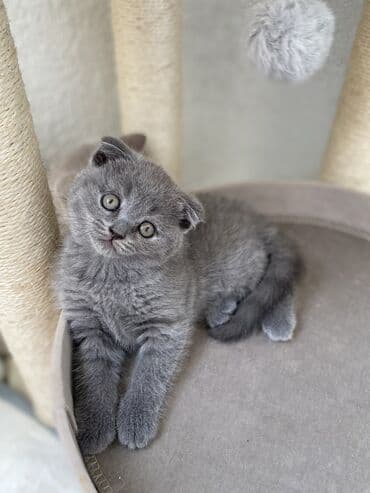 породистые котята даром: Шотландская, Самец, Самка, Самовывоз — 1