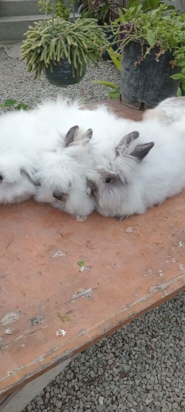 bala dovşanlar: Akor bala 10m — 6