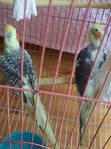 tap.az heyvanlar itler: Tutuquşları — 3