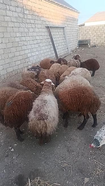 qoyun balası: Məhsul: Qoyun sürüsü Təsvir: - Şəkillərdə görünən yerli qaragül/yerli — 3
