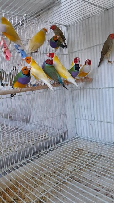 simental inekler azerbaycanda: Amadin quldalar .cute hazır quşlardır. erkekler 100 manat. tek maya — 2