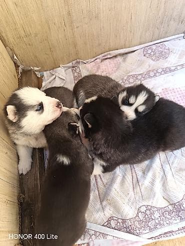 it yuvası satilir: Xaski, 1 ay, Dişi, Ünvandan götürmə — 2