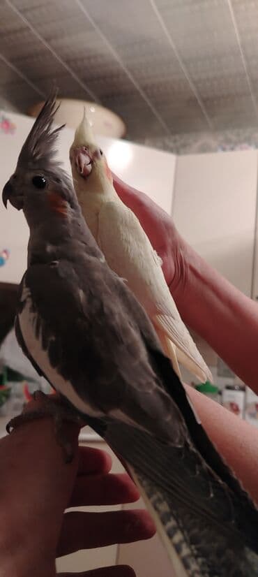 itlərə verilən adlar: Cütü 50 Azn — 1