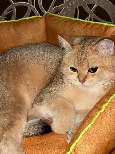 golden shinshilla: Qızıl şinşilla, Dişi — 3