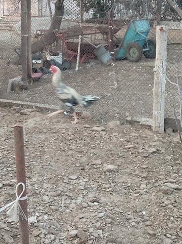 Cins xoruz – uzunboylu, çevik və aktiv. Rəngi açıq krem–boz tonlarda