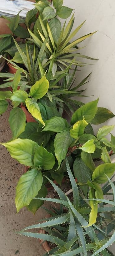 qadın xoşbəxtliyi: Qadın xöşbəxtliyi gülü, torpağı münbit torpaqdır,gül sağlamdır,ev və — 7