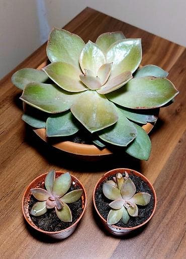 Buket güllər: Qara plastik qabda olan bu şirəli bitki otağınıza və ya ofisinizə — 9