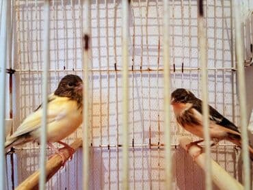 zoo mağaza 24 saat: Bülbülərin satışı — 2