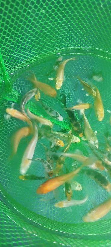 zvanok it satilir: Koi, Sülhsevər, Ödənişli çatdırılma — 8