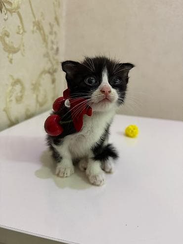 heyvan rezini: Məhsul: Balaca pişik balaları (bir neçə rəngdə) Təsvir: - Şəkillərdə — 2