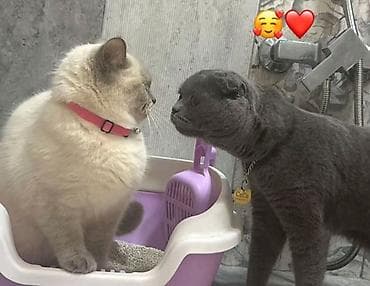 pişik sumkasi: Britan — 3