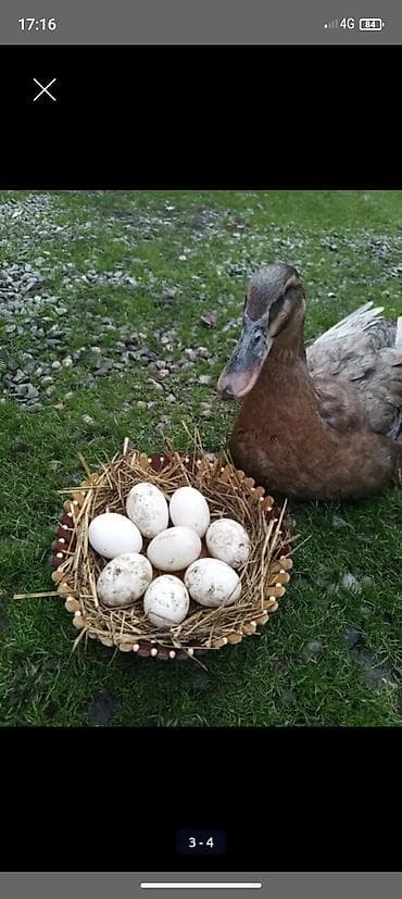 ağıllı lövhə qiyməti: Blue Rouen ordey yumurtalari satilir — 2