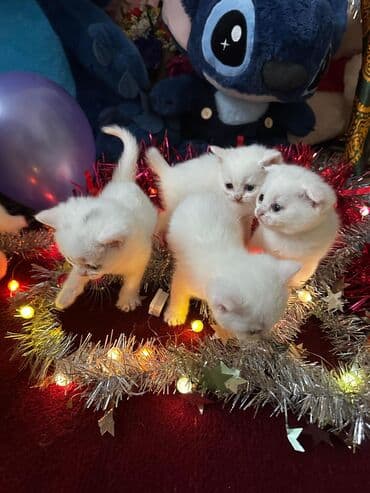 van pişiyi qiymeti: Britan yastı qulaq, Erkək, Dişi, Yaxşı əllərə, Ünvandan götürmə, Pulsuz çatdırılma, Ödənişli çatdırılma — 1