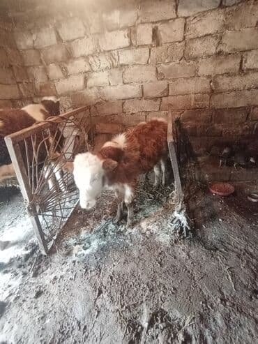 cins ineklerin satisi: Simetal dişi dana qara ala 7 aylıq di anası 3 qarına 20 22 letir süt — 3