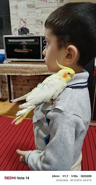 Digər quşlar: Salam her kese korella satilir 6 ayliqdi elde durur dislemir cox — 3