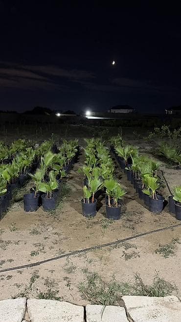 Traxikarpus (Trachycarpus fortunei) xurma palmaları – qara plastik
