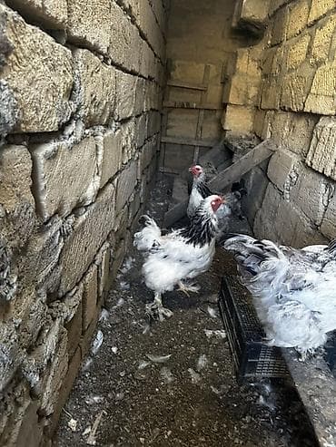 ana bala inək: Layt Brama toyuqlar 3 eded — 5