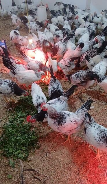 Bilərziklər: Bugda qargidali kəpək otla bəslənən kənd çolplari.Ki̇osu 10 manat.Təzə — 2