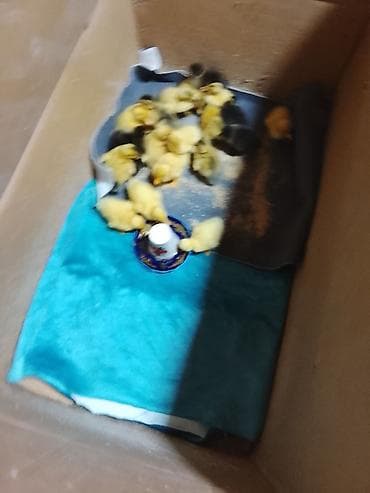 ördək: Ördək balaları Pekin - Növ: ev ördəyi balaları (sarı və qarayalı — 4