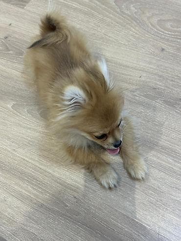 alabaý itleri: Şpitz — 10