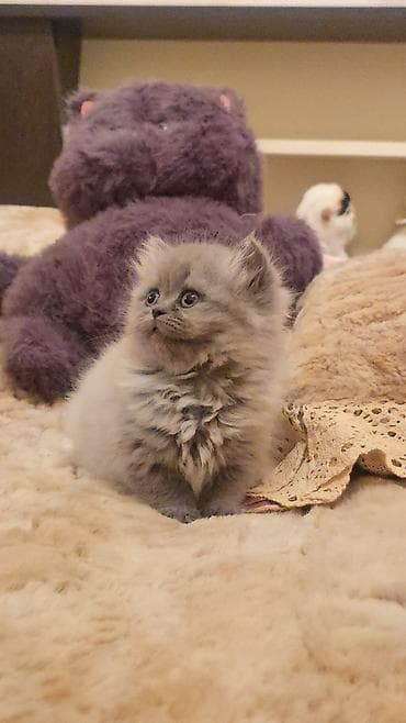 Saf tüklü, boz rəngli balaca Scottish/Persian tipli pişik balası - — 5