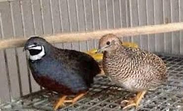 bildirçin yemi: Çin bildirçinleri hazir damazliq qundeliy yumurtuyan quwlardi.ozleri — 2