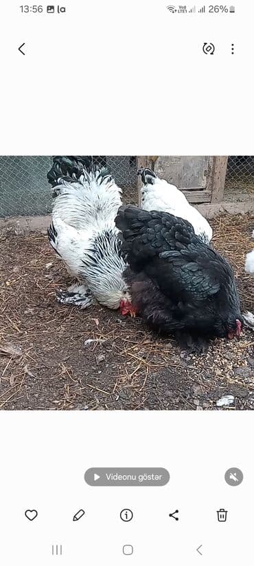 Toyuq, Brama, Damazlıq