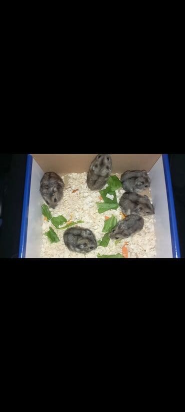 Çaydanlar: 4 ededdir. 1i 4 azn. Chatdirilma mumkundur -metro -azadliq, nesimi — 1