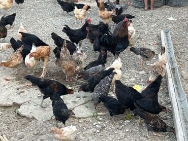 cücə və xoruz: Toyuq, Australorp, Brama, Damazlıq, Ünvandan götürmə — 36