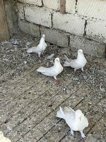 heyvanlar quşlar: Tam saqlam heyvanlar 2 cutu 100 manat 
Wp +994 77 472 00 19 — 6