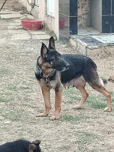 dişi it: Alman çoban iti, 2 ay, Erkek — 3